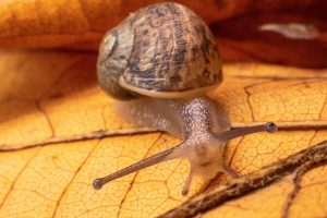 Escargot