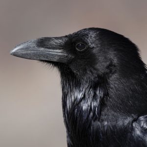 Corbeau