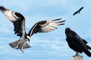 Oiseaux de mon village