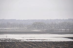 Oies blanches au vol, dans l’Est ontarien