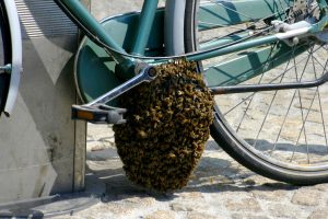 Un essaim d'abeilles sur le pédalier d'une bicyclette
