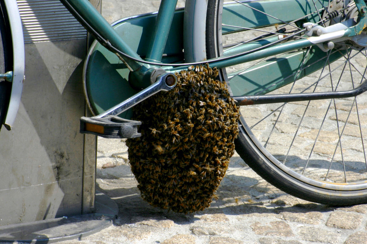 Un essaim d'abeilles sur le pédalier d'une bicyclette