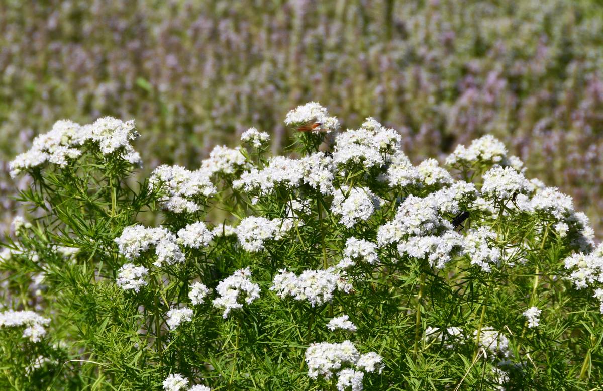 Pycnanthème à feuilles étroites