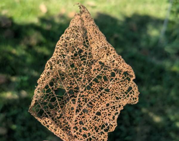 Feuille de noisetier