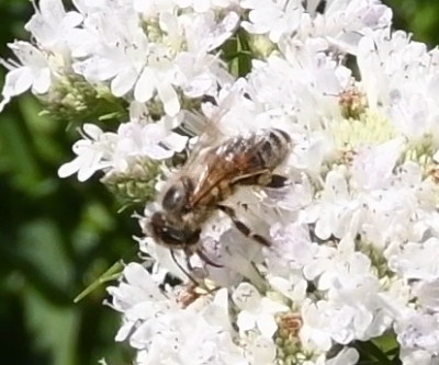 Varroa sur abeille 1