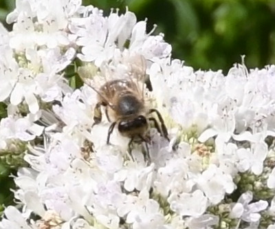 Varroa sur abeille 1