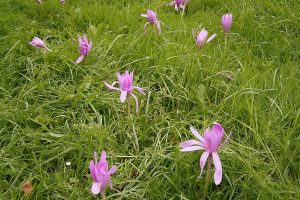 Colchiques dans un pré