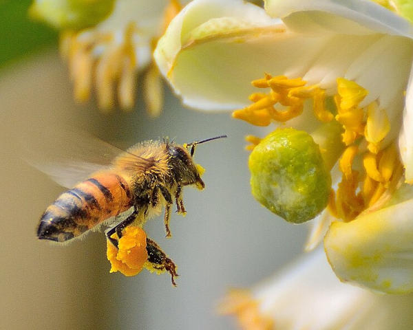 Une abeille mellifère avec ses «paniers à pollen».