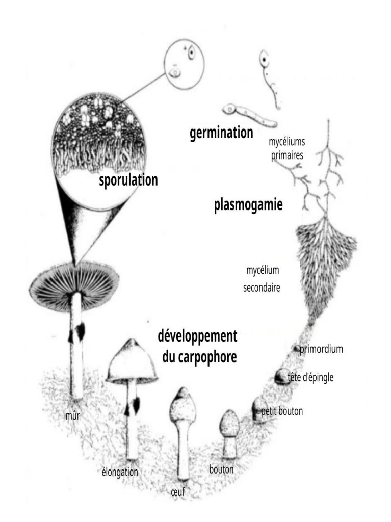 Schéma des étapes de croissance d'un champignon