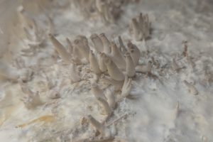 Champignons en bouton