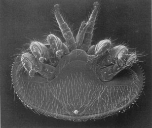 Le varroa
