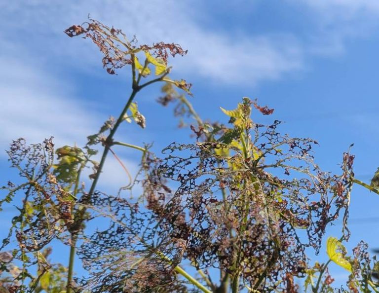 Vigne ravagée
