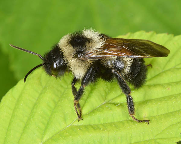 Bombus citrinus