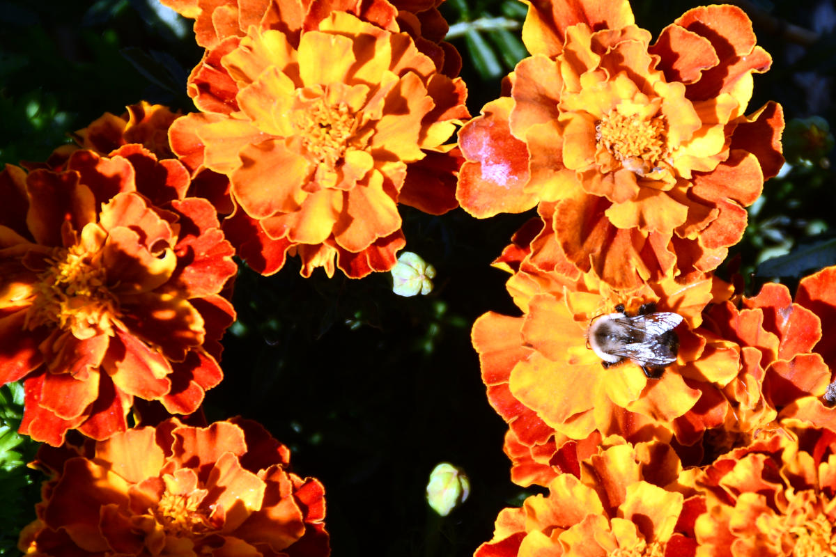 Un bourdon sur une fleur