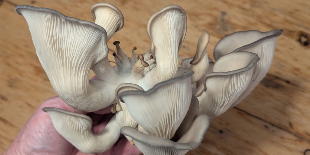 Pleurotes à maturité