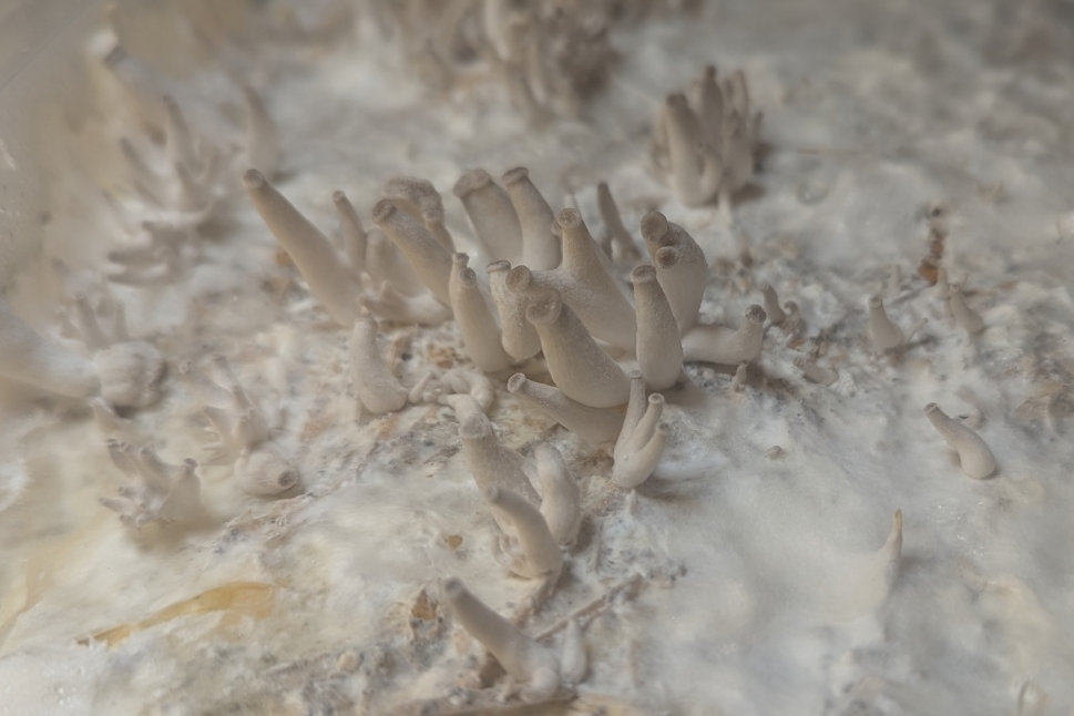 Champignons en bouton