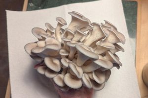 Une grappe de pleurotes bleus