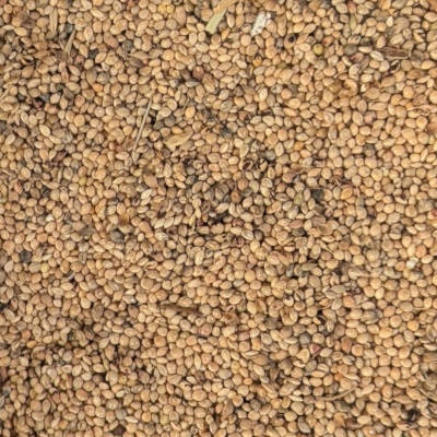 Grains de millwt