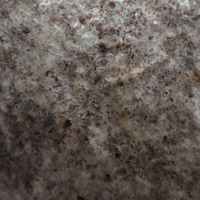 Substrat colonisé
