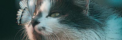 Papillon sur le museau d'un chat
