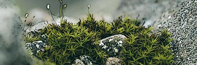 Une plante