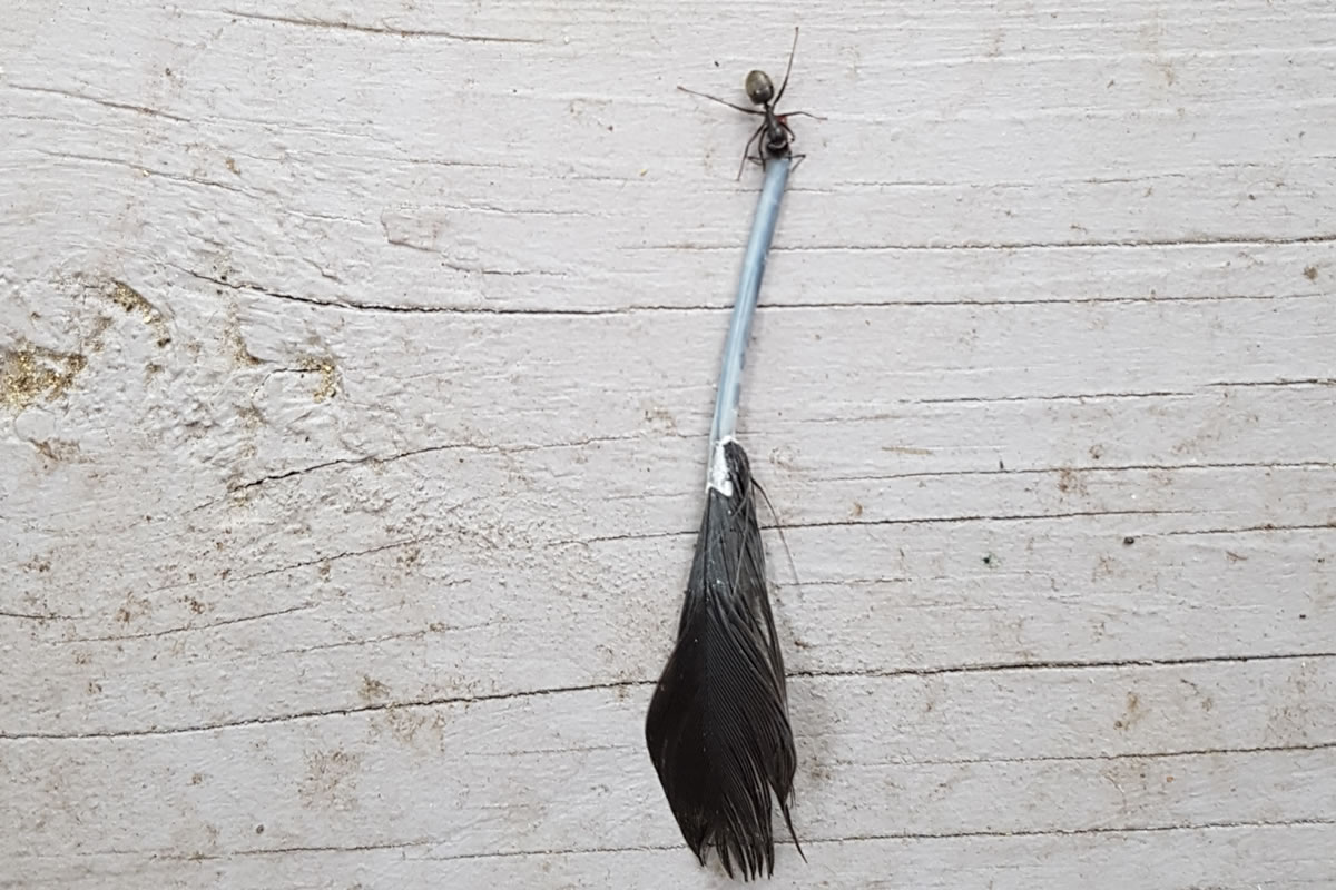Une fourmi tire une plume d'oiseau