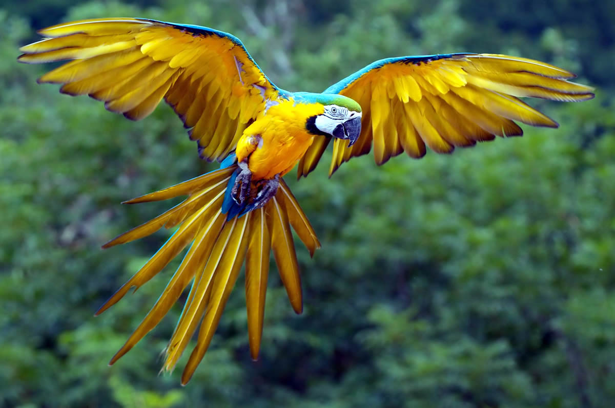 L'oiseau ara