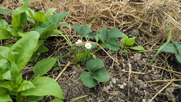 Plant de fraise en fleur