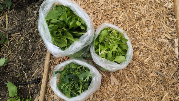 Récolte de légumes-feuilles