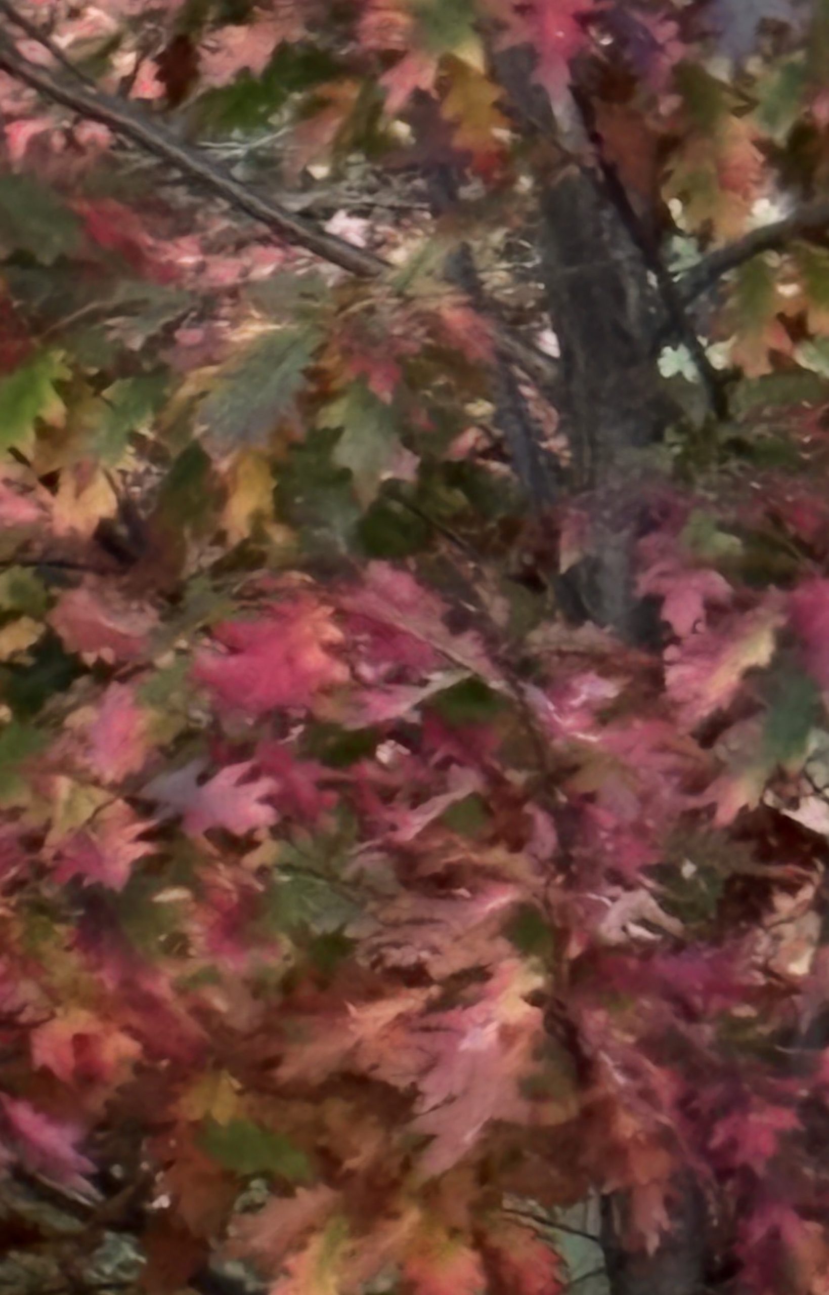 Feuillage d'automne de chêne