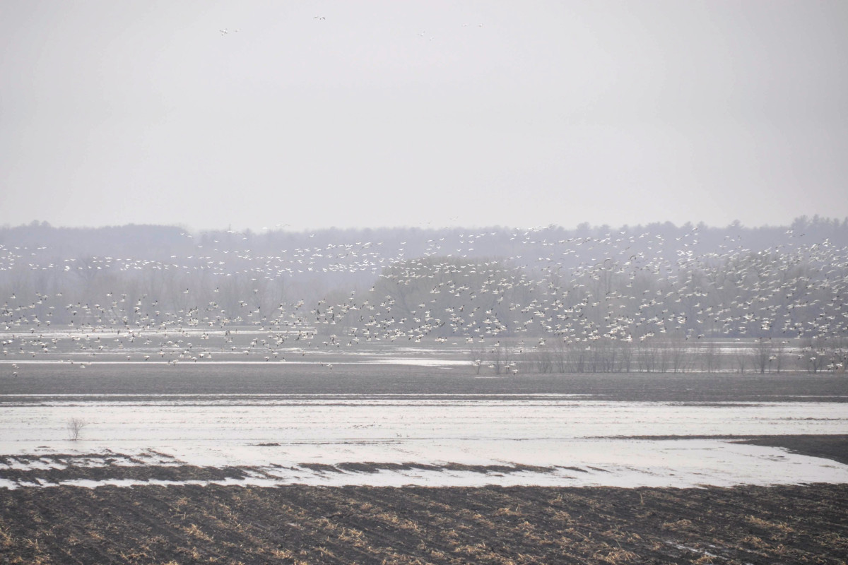 Oies blanches au vol, dans l’Est ontarien