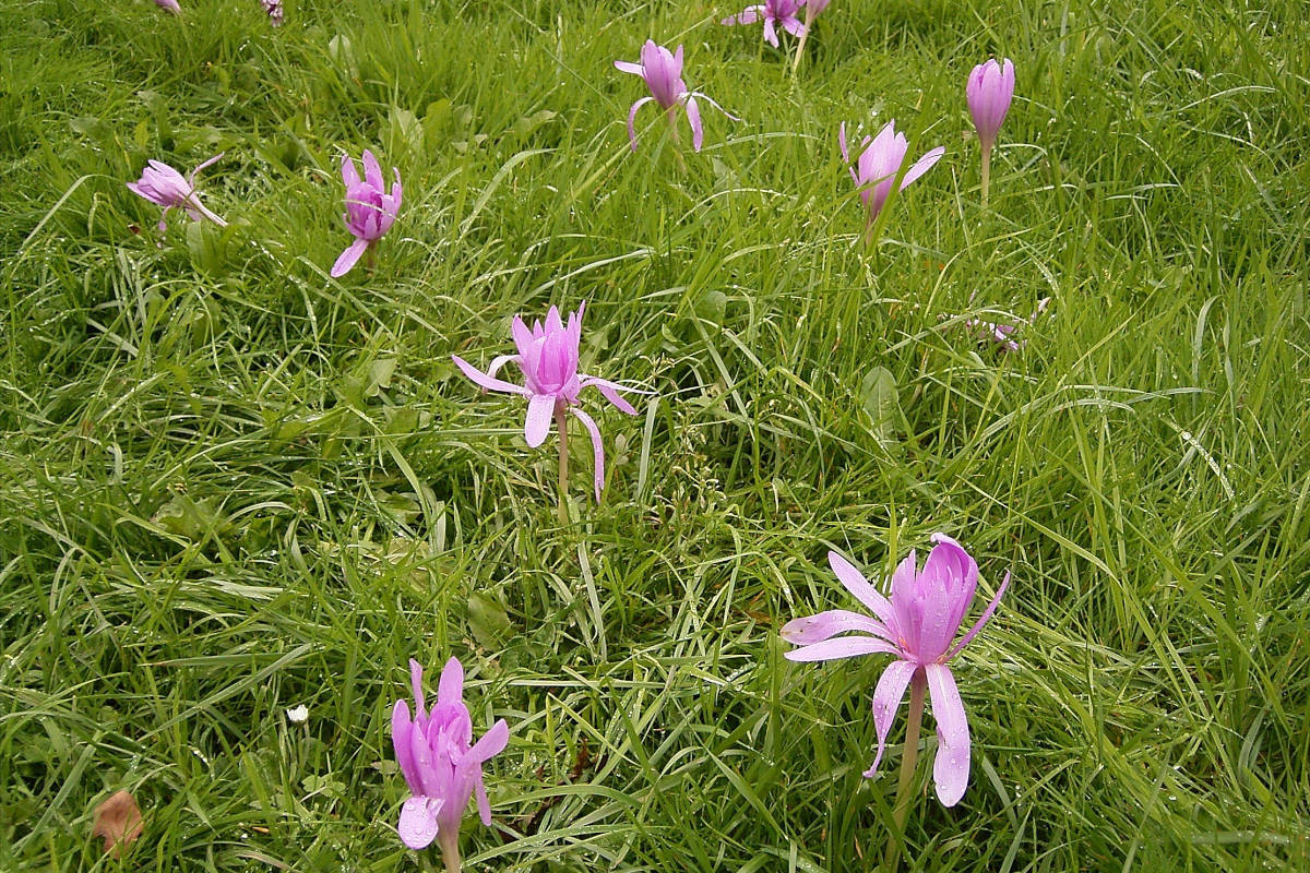 Colchiques dans un pré